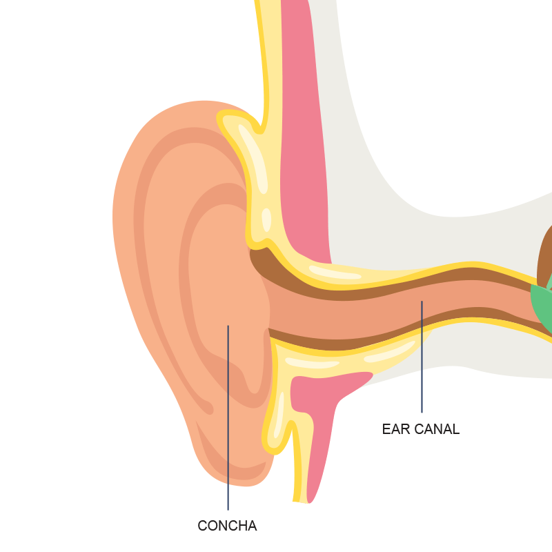 Outer Ear Anatomy
