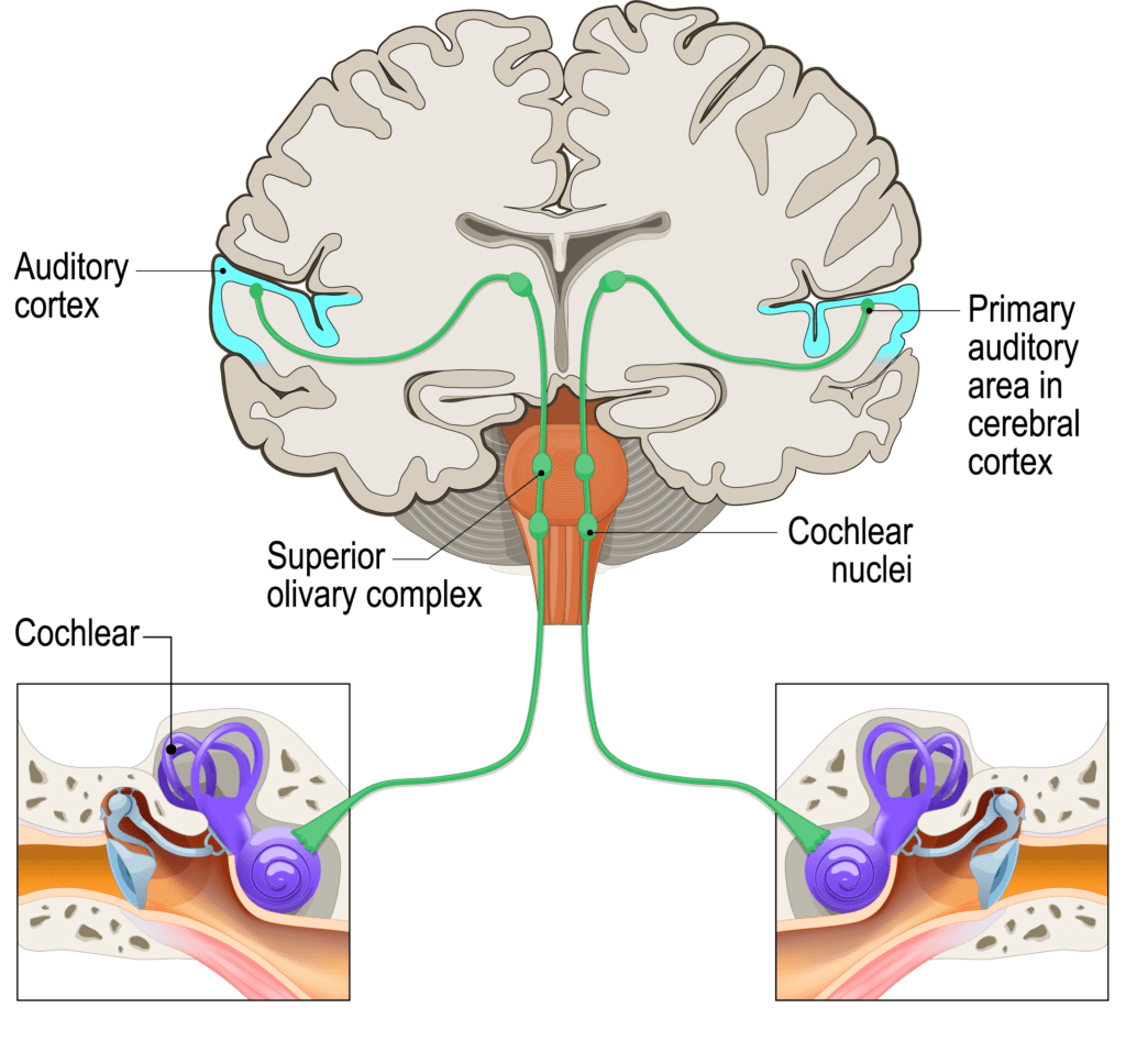 learn-about-hearing-loss-hearing-clinic-group-markham-scarborough