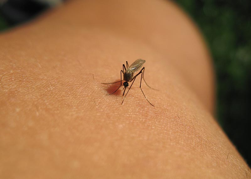 Mosquito about to draw blood from an arm